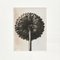 Schwarz-weiße Blumen-Tiefdruck-Botanik Fotografie von Karl Blossfeldt, 1942 4