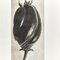 Fotografía botánica de fotograbado en blanco y negro de Karl Blossfeldt, 1942, Imagen 5