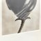 Fotografía botánica de fotograbado en blanco y negro de Karl Blossfeldt, 1942, Imagen 9