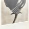 Photographie Botanique Fleur Blanche Noire par Karl Blossfeldt, 1942 9