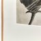 Fotografía botánica de fotograbado en blanco y negro de Karl Blossfeldt, 1942, Imagen 11