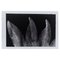 Enrico Garzaro, Flora Photogram, White and White, Immagine 1