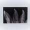 Enrico Garzaro, Flora Photogram, Black and White Photograph, Image 4