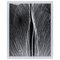 Enrico Garzaro, Black and White Photography, Flora Photogram 3