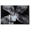 Enrico Garzaro, Flora Photogram, Black and White Photography 4