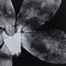 Enrico Garzaro, Flora Photogram, Black and White Photography 3