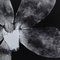 Enrico Garzaro, Flora Photogram, Fotografía en blanco y negro, Imagen 3