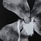 Enrico Garzaro, Flora Photogram, Fotografía en blanco y negro, Imagen 2