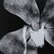 Enrico Garzaro, Flora Photogram, Fotografia in bianco e nero, Immagine 2