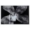 Enrico Garzaro, Flora Photogram, Black and White Photography, Image 1