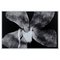 Enrico Garzaro, Flora Photogram, Fotografia in bianco e nero, Immagine 1