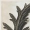 Mid-Century Photogravure by Karl Blossfeldt, 1942 6