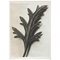 Mid-Century Photogravure by Karl Blossfeldt, 1942, Image 1