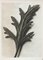 Mid-Century Photogravure by Karl Blossfeldt, 1942, Image 7