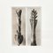 Photogravure Fleur Blanche Noire par Karl Blossfeldt, 1942 2