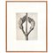 Karl Blossfeldt, Black & White Flower Photogravure, 1942, Image 1