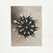 Fotografia botanica con fiore bianco e nero di Karl Blossfeldt, 1942, Immagine 4