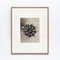 Black White Flower Photogravure Botanic Photograph by Karl Blossfeldt, 1942 5