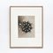 Schwarz-weiße Blumen-Tiefdruck-Botanik von Karl Blossfeldt, 1942 5