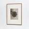 Black White Flower Photogravure Botanic Photograph by Karl Blossfeldt, 1942 2