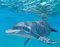 Patrick Chevailler, 536 Dolphin y superficie, 2021, Imagen 2