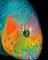 Patrick Chevailler, pesce pappagallo 544, 2021, Immagine 2