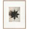 Karl Blossfeldt, Black & White Flower, 1942, Photogravure, Framed 1