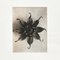 Karl Blossfeldt, Black & White Flower, 1942, Photogravure, Framed 4