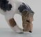 Figurine Royal Copenhagen en Porcelaine, Fox Terrier, Datée 1889 - 1922 5