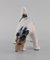 Figurine Royal Copenhagen en Porcelaine, Fox Terrier, Datée 1889 - 1922 2