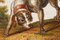 Micromosaïque du début du XIXe siècle représentant un chien chassant un canard d'après Gioacchino Barberi 5