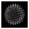 Seb Janiak, Magnetic Radiation 02, 2012, C-Print, Image 1