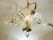 Large Cup Chandelier with 3 Torchon Glass Arms from Barovier & Toso, 1930s 8