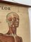 Schwedischer Vintage Anatomischer Medizinischer Wandbehang 2