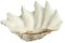 Genuine Shell, Vide Poche, White Color, 20th Century 8