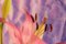 Kind of Cyan, Sunflower Lily, 2021, Stampa Giclée su carta fotografica, Immagine 4