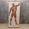 Lavagna vintage "Muscle of Man", Germania, anni '50, Immagine 1