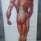 Lavagna vintage "Muscle of Man", Germania, anni '50, Immagine 5