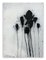 Robert Baribeau, Multiple Stems in Black, 2019, Charcoal & Oil Stick on Paper 1