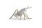 Locusta Migratoria Grasshopper in White Arabescato Marble, Made in Italy 2