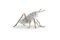 Locusta Migratoria Grasshopper in White Arabescato Marble, Made in Italy, Image 2