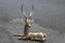 Deer Sculpture in Solid Brass, Italy, 1950s 1