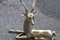 Deer Sculpture in Solid Brass, Italy, 1950s 6