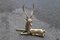 Deer Sculpture in Solid Brass, Italy, 1950s 7