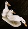 Helmut Diller for Hutschenreuther, Group of Ducks, 1950s, Colored Porcelain 7