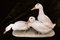 Helmut Diller for Hutschenreuther, Group of Ducks, 1950s, Colored Porcelain 1