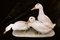 Helmut Diller para Hutschenreuther, Group of Ducks, años 50, Porcelana coloreada, Imagen 1