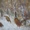 Pheasants in the Snow, 1920s 13