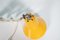 Dutch Yellow Scissor Lamp from Anvia Holland, Image 11