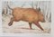 Blaise Prud'hon, The Boar, Lithograph 1